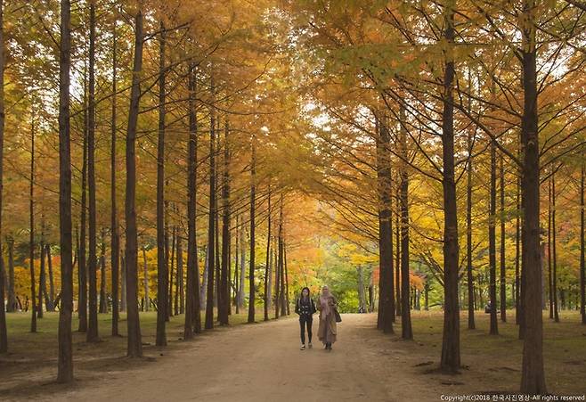 세쿼이아 훼밀리가든 / 사진 = 남이섬