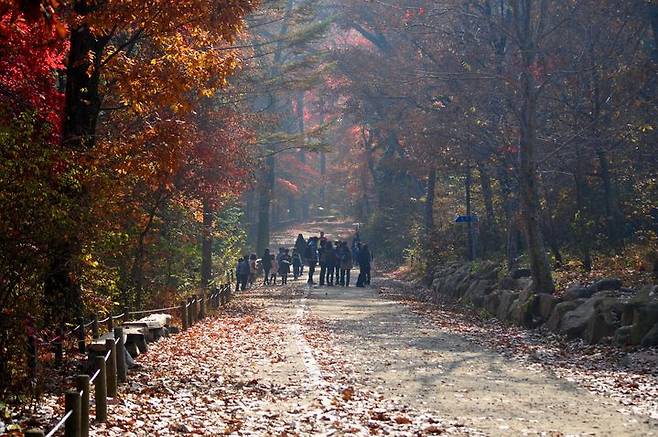 '광릉'의 가을 풍경 (사진=국립 수목원) *재판매 및 DB 금지