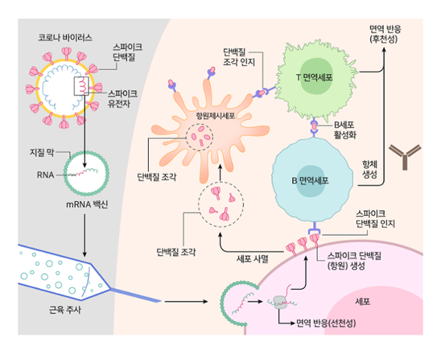 코로나19 바이러스에 mRNA 백신이 작용하는 원리. 기초과학연구원 재편집