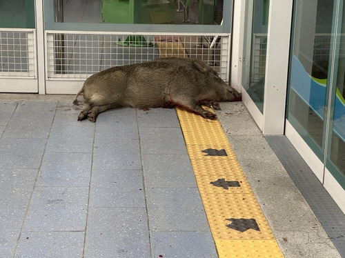 29일 오후 경남 양산 부산도시철도 2호선 호포역에 100㎏가량 되는 멧돼지가 출몰해 1명이 다치고, 역사 내 시설물이 파손되는 일이 발생했다. 연합뉴스