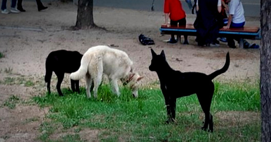 A pack of wild dogs loiter in Incheon Grand Park. [INCHEON METROPOLITAN CITY]