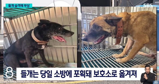 Screen capture of SBS news reporting the story of two wild dogs that attacked a man in his 60s in Busan. [SCREEN CAPTURE]