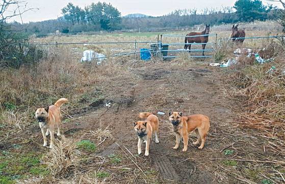 Wild dogs prowl in the mountainous regions of Jeju. [NEWS1]