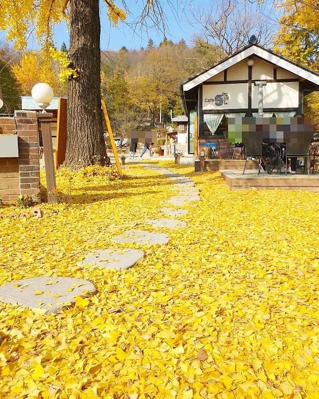 지금 여름날의 모습은 잊었지만 가을날의 금목서 꽃 진 그 자리 노란 은행잎 쓰담이면 금목서 꽃 짧은 생을 위무한다. 그 시린 사연에 누굴 마중해야 할까