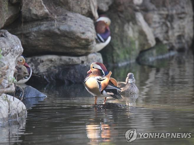 원앙 [촬영 홍준석]