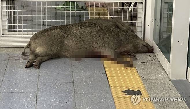 양산 호포역에서 사살된 멧돼지 (양산=연합뉴스) 29일 오후 경남 양산시 동면 부산도시철도 2호선 호포역에 멧돼지가 출몰해 1명이 다치고, 역사 내 시설물이 파손됐다. 사진은 호포역에서 난동을 피우다 사살된 멧돼지. 2024.10.29 [독자 제공. 재판매 및 DB 금지] jjh23@yna.co.kr
