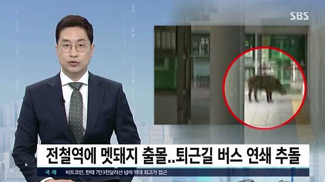 양산 호포역 남자 화장실서 30대남성, 멧돼지에 팔 물려... 병원행