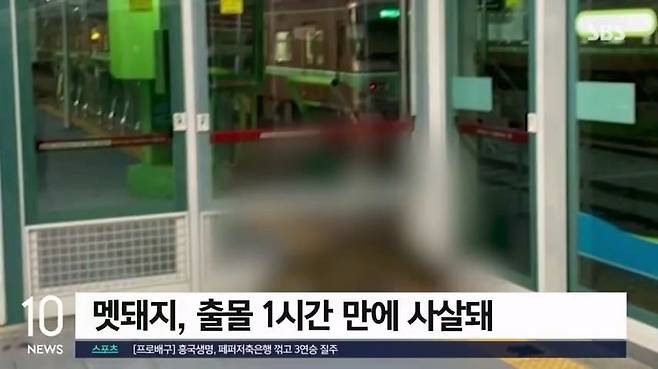 양산 호포역 남자 화장실서 30대남성, 멧돼지에 팔 물려... 병원행