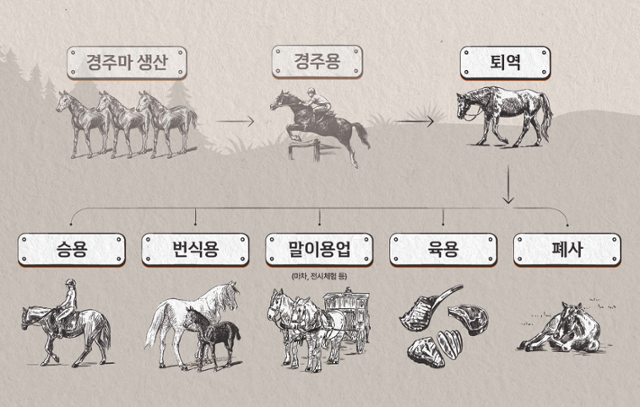 퇴역 경주마의 일생. 동물자유연대 제공