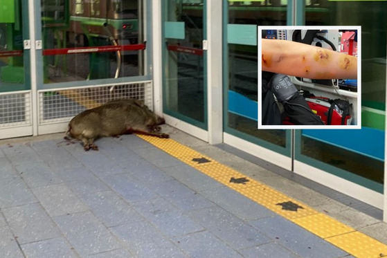 Main: A dead wild boar on the platform of Hopo Station in Yangsan, South Gyeongsang on Tuesday. Inset: The injured arm of the man bitten by the wild boar. [GYEONGSANGNAM-DO FIRE DEPARTMENT]