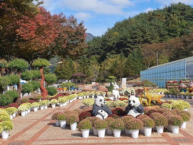 [거창=뉴시스] 거창군청 거창사건사업소 국화관람회 *재판매 및 DB 금지 *재판매 및 DB 금지