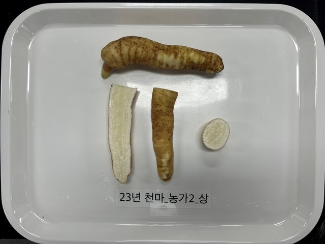 천마의 모습. 농진청