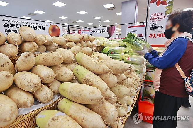 배추 고르는 시민 (서울=연합뉴스) 진연수 기자 = 김장철을 약 2주 앞두고 배추, 무 등 김장 채소 가격이 강세를 보인 21일 서울 시내 한 대형마트에서 시민이 배추를 살펴보고 있다. 2024.10.21 jin90@yna.co.kr