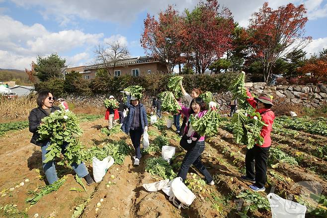 청춘양구 펀치볼 시래기사과축제.(자료사진)/뉴스1