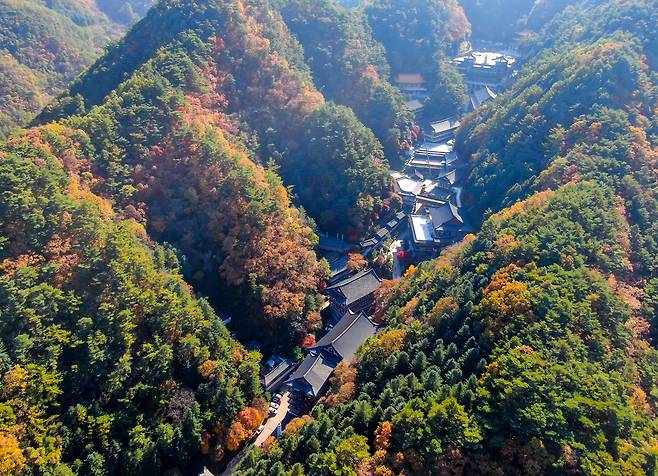 31일 충북 단양군 영춘면 소백산에서 바라본 구인사에 단풍이 울긋불긋 물들어 있다./뉴스1