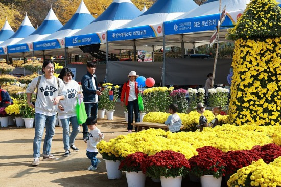 예천군 농산물축제 국화전시 모습. (예천군 제공)