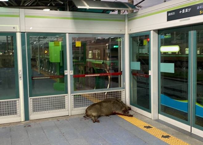 지난 29일 경남 양산 호포역에 출몰해 사살된 멧돼지.[경남소방본부 제공]