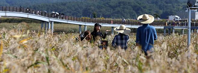 강진만 갈대축제. (사진=강진군 제공) *재판매 및 DB 금지