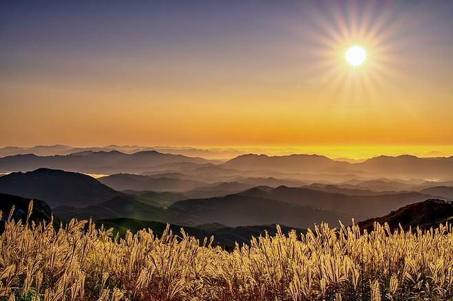 황매산군립공원 억새 ⓒ합천군