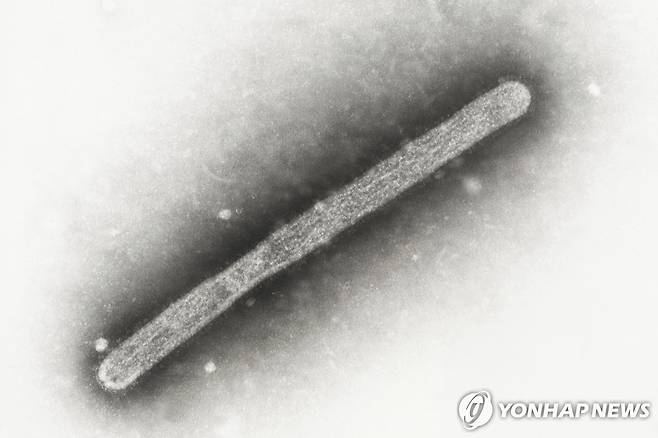 고병원성 조류 인플루엔자 [AP 연합뉴스 자료사진. 재판매 및 DB 금지]