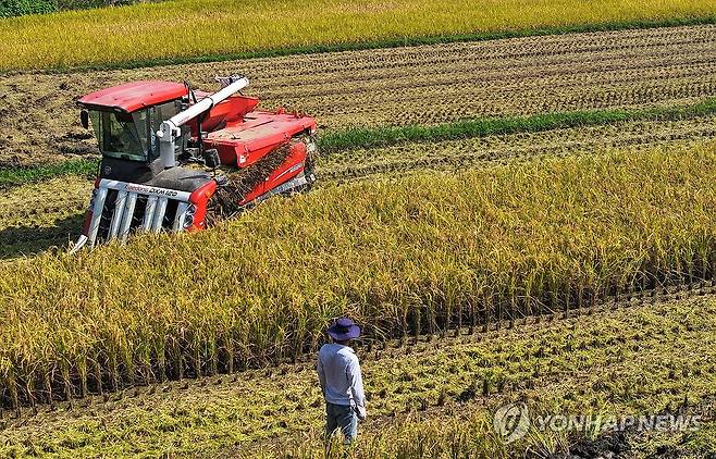 추수하는 농민들 (보성=연합뉴스) 조남수 기자 = 8일 전남 보성군 득량면 들녘에서 농민들이 벼를 수확하고 있다. 2024.10.8 iso64@yna.co.kr