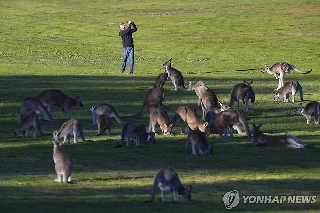 호주 캥거루 호주 캔버라의 한 골프장에서 캥거루들이 풀을 뜯어 먹고 있다. 
[EPA 연합뉴스 자료사진. 재판매 및 DB 금지]