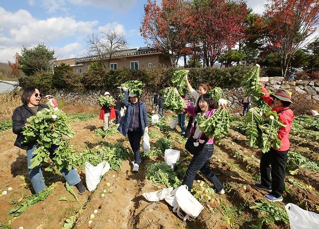 무청 수확하는 관광객들 [양구군 제공. 재판매 및 DB 금지]