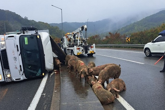 1일 경북 고령군 성산면 동고령 톨게이트 출구 램프에서 돼지를 싣고 가던 4.5t 화물차가 옆으로 넘어진 모습. 사진=경북소방본부 제공