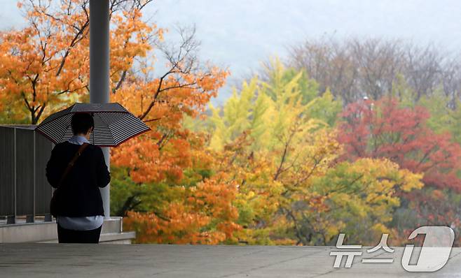 우산을 쓴 시민이 울긋불긋 단풍으로 물들어가는 가로수 옆으로 산책을 하고 있다. /뉴스1 ⓒ News1 윤일지 기자