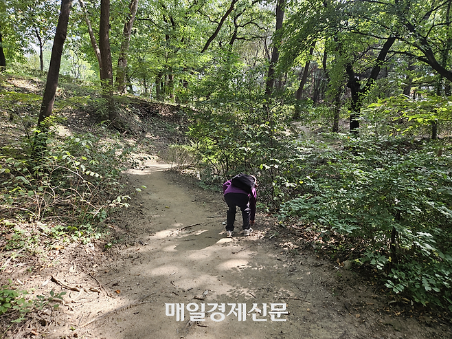 연세대 청송대에서 한 70대 여성이 도토리를 줍고 있다. [지혜진 기자]