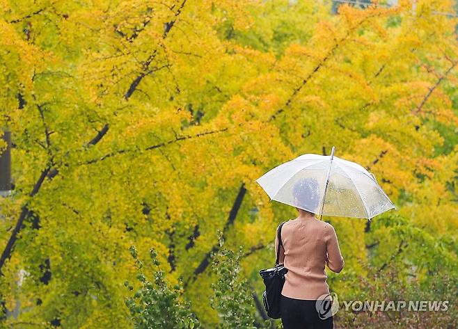 노랗게 물들어가는 가을 [연합뉴스 자료사진]