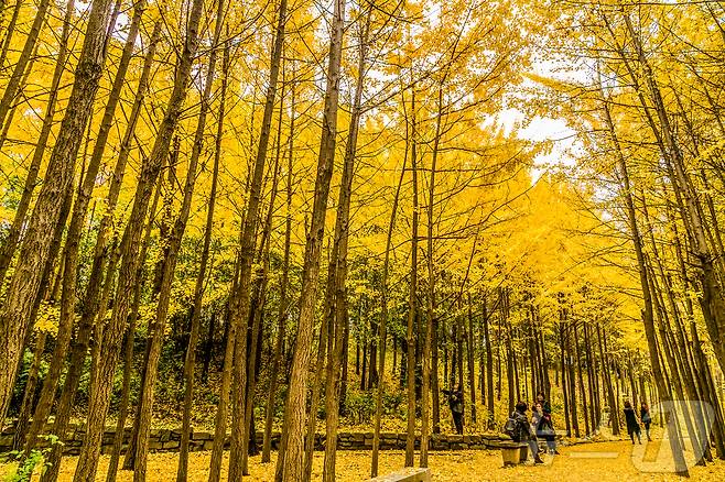 서울숲 은행나무(서울관광재단 제공)