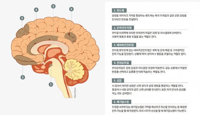 정치 이념과 뇌 사이 상관관계가 보고된 부위 - 보수주의자와 진보주의자의 뇌는 다르다. 특정 영역에서 회백질 밀도의 차이가 보고된 것은 물론 위험을 평가하거나 역겨운 것을 봤을 때 반응하는 뇌의 부위도 다른 것으로 드러났다. 차이가 보고된 뇌가 어떤 역할을 하는 곳인지 정리했다. Nature Physics 제공