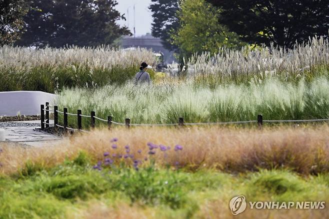 태화강 그라스정원 모습 [울산시 남구 제공. 재판매 및 DB 금지]