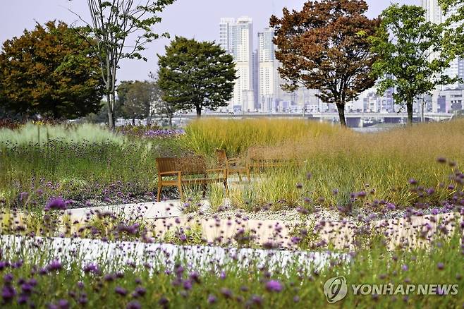 태화강 그라스정원 모습 [울산시 남구 제공. 재판매 및 DB 금지]