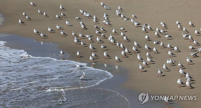 일광욕 중인 갈매기 (부산=연합뉴스) 강선배 기자 = 가을답지 않은 포근한 날씨를 보인 30일 부산 해운대해수욕장에 갈매기들이 따뜻한 햇볕을 쬐며 앉아 있다. 2024.10.30 sbkang@yna.co.kr