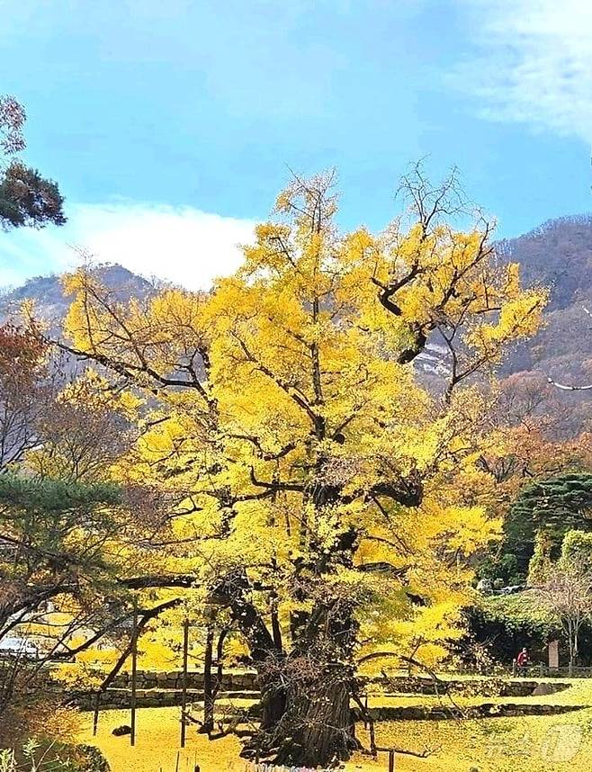 충북 영동군 양산면 소재 영국사 은행나무가 천태산 자락에서 황금빛 단풍으로 곱게 물들어 가고 있다. /뉴스1