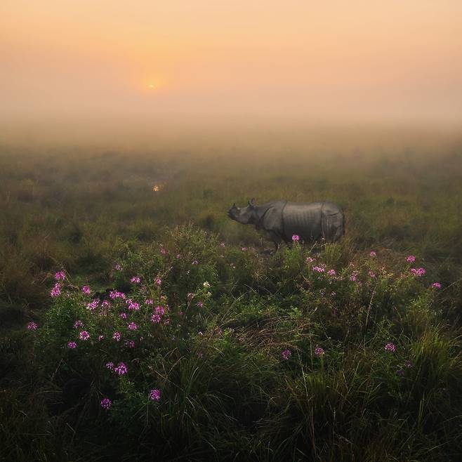 코뿔소 유니콘(Rhinoceros Unicornis) /Himadri Bhuyan/SienaAwards