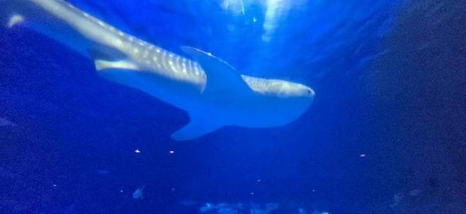 viewimage.php?id=23b2db27ebc637&no=24b0d769e1d32ca73de98ffa1bd62531904e3409f6e528d418e9c4060d2f6d4a487ba8a5c981dcdcaf1a076d9d624e43624f3cb9461d042fb99f11acce2298af1ab29f