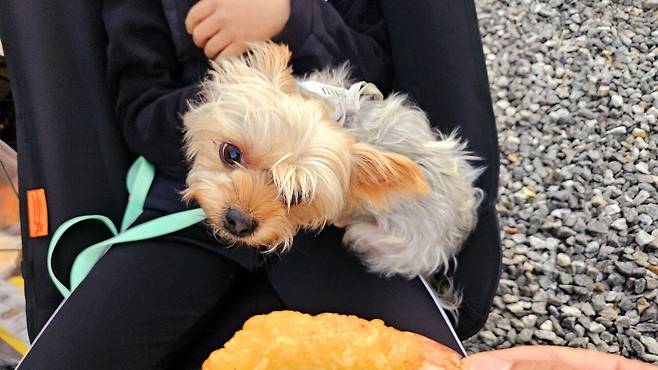 20241102_174003.jpg 캠핑 2일차) 저녁은 소고기와 자연산 대하 그리고 무늬오징어!!!!