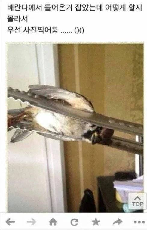 IMG_2426.webp.ren.jpg 일단 베란다에 들어온 참새 잡음