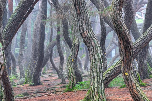 새벽안개가 짙게 드리운 경북 경주의 삼릉숲에 굳건한 자태로 버티고 선 노송들이 안개 속에 쌓인 채 세월의 흐름이 멈춘 듯 고요한 풍경을 만들어내고 있다.