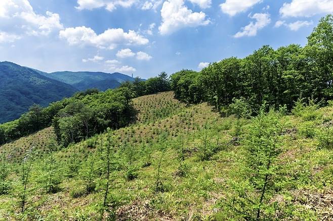 지난 6월 강원 인제 대암산에서 자연스럽게 자라나던 천연림이 무분별한 벌채로 인해 훼손되고, 어린 침엽수가 줄 지어 심어져 있다. 그린피스, 우이령사람들 제공