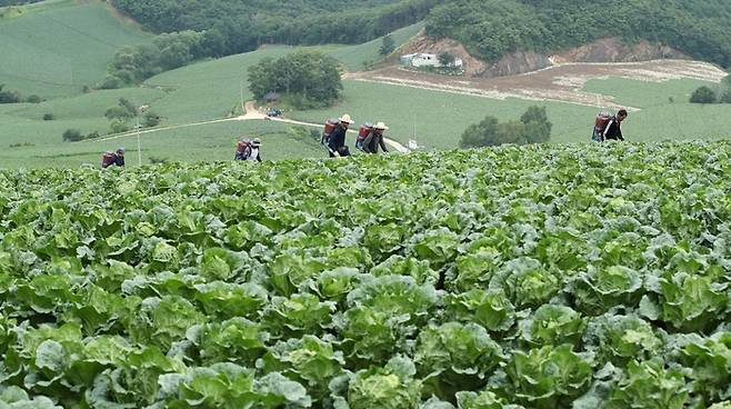 국내 최대 고랭지 배추 생산단지인 강원 강릉시 왕산면 대기리 안반데기에서 출하를 앞둔 고랭지 배추밭에 농부들이 비료를 주고 있는 모습. <자료=연합뉴스>