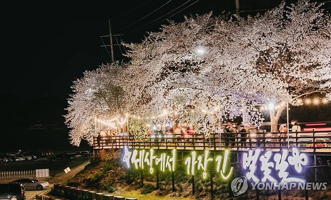 대청호 벚꽃길 [대전 동구 제공. 재판매 및 DB 금지]