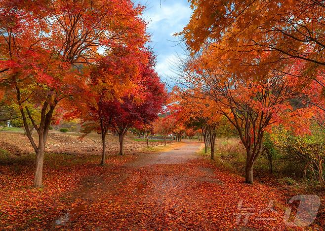 전북자치도 부안군 내소사 가을단풍 모습.(부안군 제공)/뉴스1