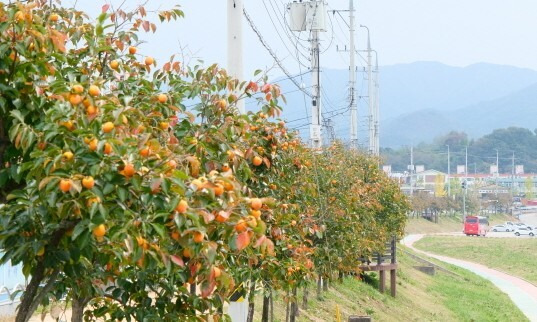 전국 최장인 영동 감나무 가로수. 영동군 제공