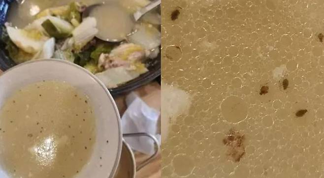 닭 한 마리 국물에 진딧물로 추정되는 벌레가 둥둥 떠 있는 모습(왼)과 확대 사진(오)/사진=온라인 커뮤니티