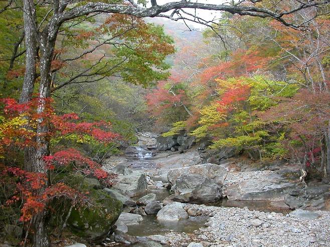 ▲ 지리산 5경 피아단풍 [국립공원공단] 