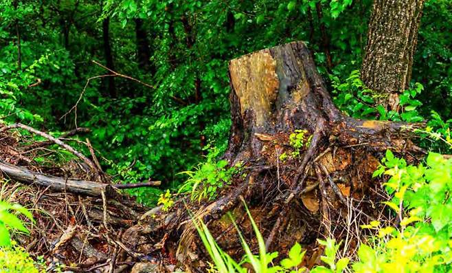 뿌리 채 뽑혀 임도 아래로 버려진 나무 [그린피스·산과자연의친구 우이령사람들]